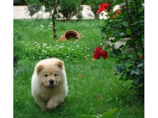 chow chow προς πώληση.